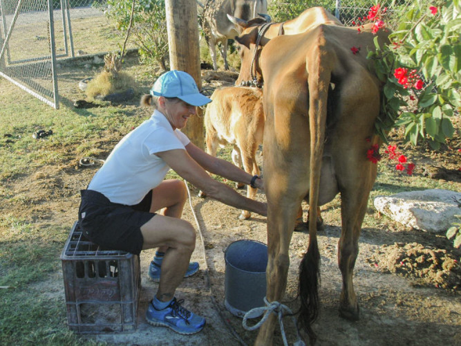 Milking Abdul’s cow – first time since I was a kid in Deep Cove