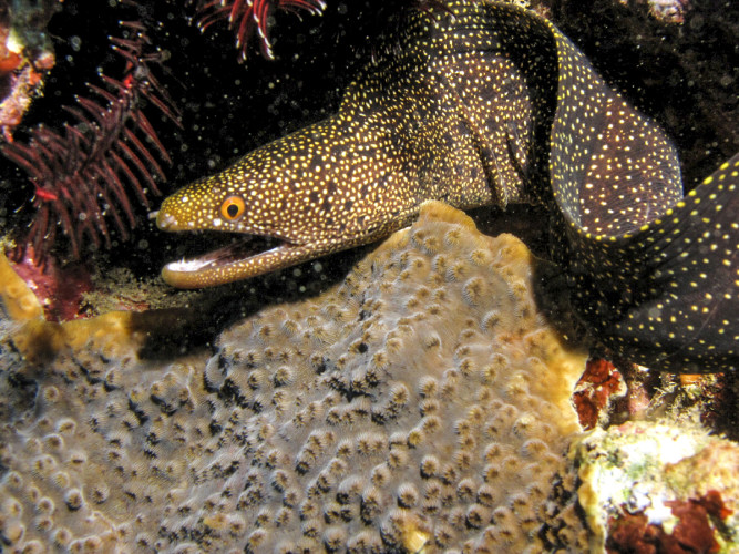 Moray eel in the reef.