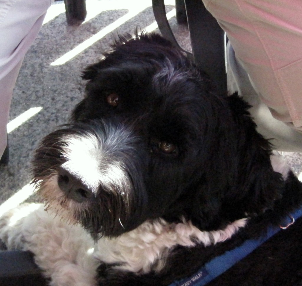 Russell the Ship Dog Currents Bluewater Cruising