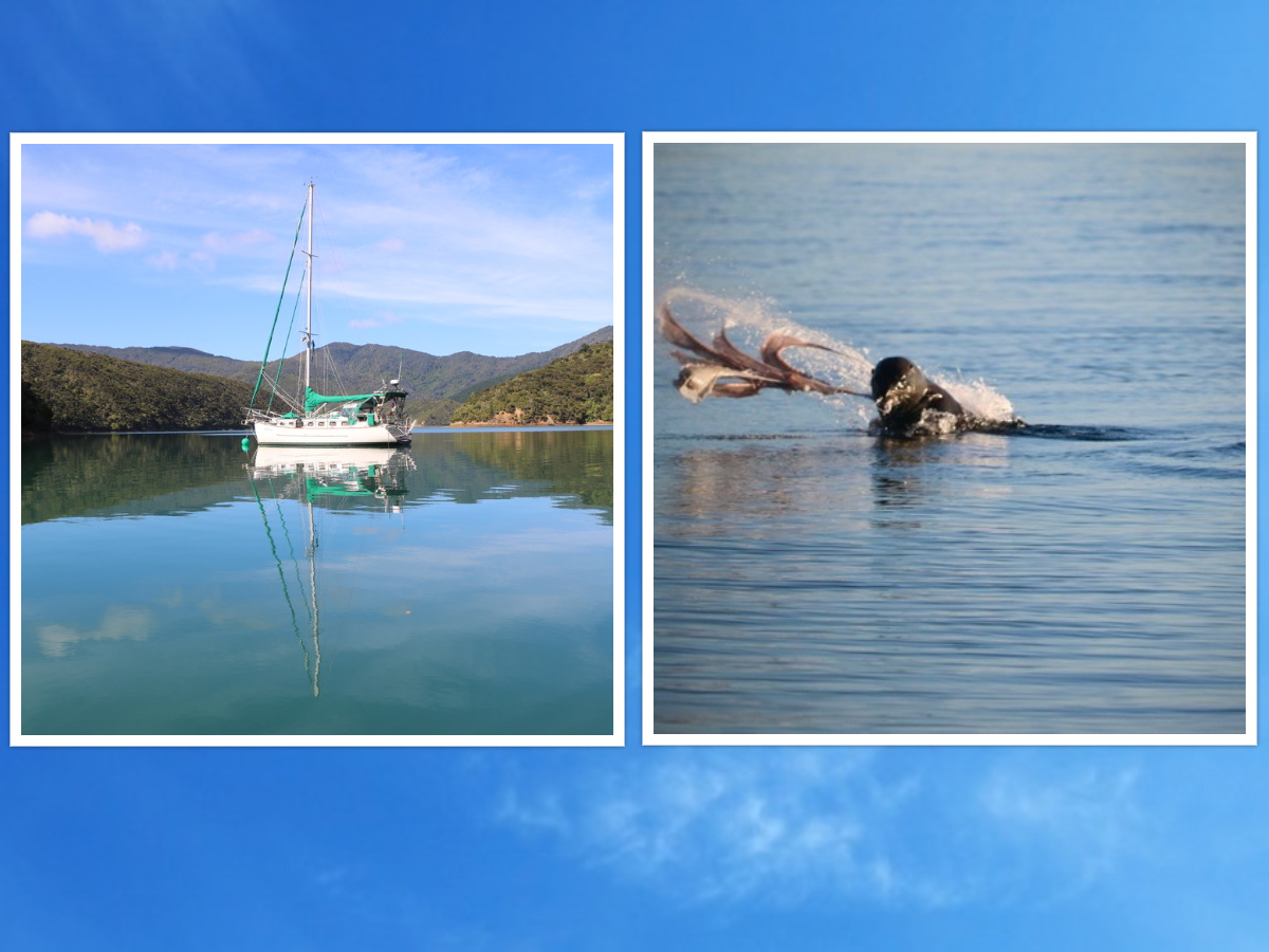 Collage1 - Currents Bluewater Cruising